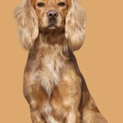 Working English Cocker wanted