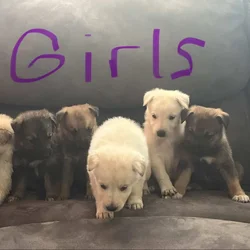 Akc German shepherds