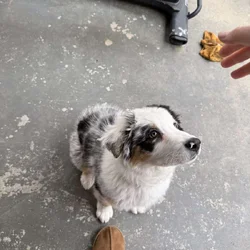 Australian Shepherd