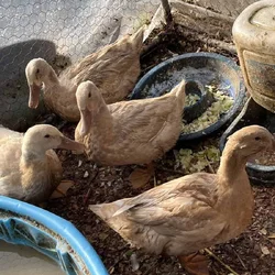 Ducks and Quail