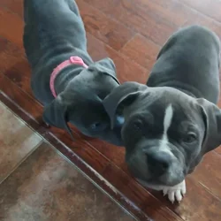 Pure Blue Pitbulls