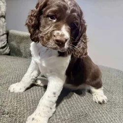 Female English Springer Spaniel puppy
