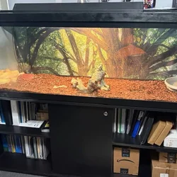 5 ft male Albino Boa Constrictor needs a new home
