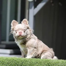 French Bulldog Stud