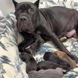Cane Corso Puppies for Adoption