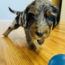 Bernedoodles F1b Southwest