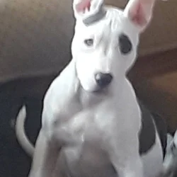 ISO Pitbull female PUPPY