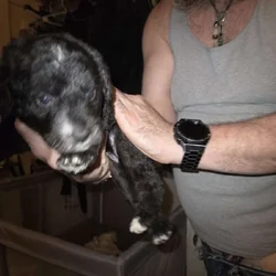 Labradoodle hybrid needs forever home