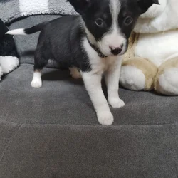 Domino Needs a Good Home
