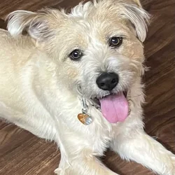 Needs a home Norfolk terrier mix “Marcie”