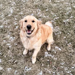 Golden Retriever Adoption