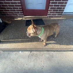 Frenchie for sale