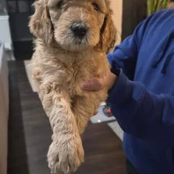 Goldendoodle pups