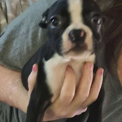 Boston terrier