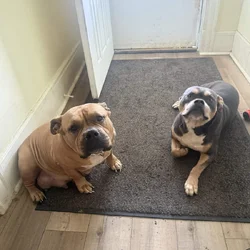 American bully puppies coming soon