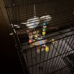 Parakeets