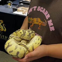 Ball Python and accessories