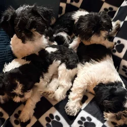 Puppies Ready for Furever Blessings