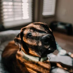 Kofi Needs a Home