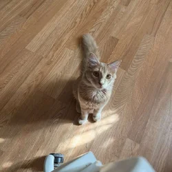Mochi