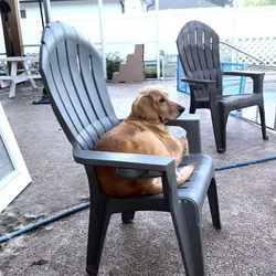 Golden Retriever Puppies Coming