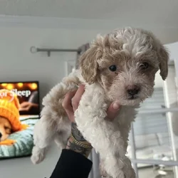 Poodle Mix Puppies