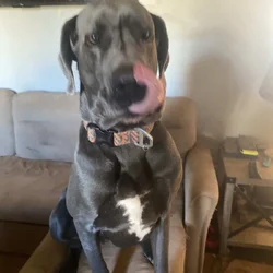 Urgent Great Dane in need of home