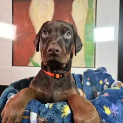 Doberman pinscher