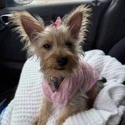 Looking for a furbaby