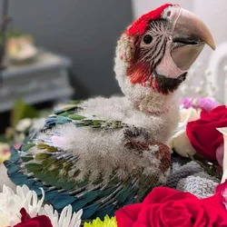 Rare Jubilee Macaw Super Sweet With Vibrant Colors