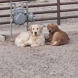 Golden Retriever Puppies