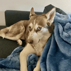Free 5yr old female purebred husky
