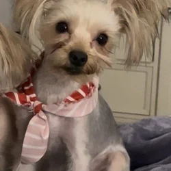 10 month old Male yorkie