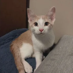 Four kittens need furever homes!
