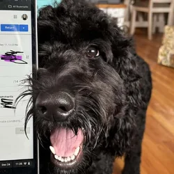 Great dog, we aren’t home enough for her.