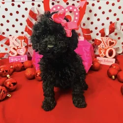 Mini Poodle