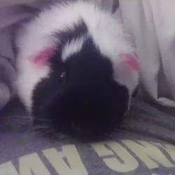 Guinea Pigs for sale