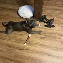 Purebred American Bully in need of a loving HOME!