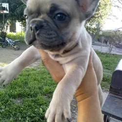 French bulldog sale