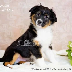 Miniature Australian Shepherd