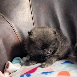 Gorgeous fluffy pomeranians