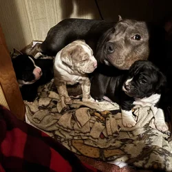 Bulldog x Bully