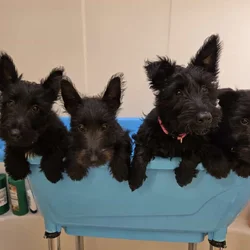 A.K.C Scottish Terroirs Puppis in TX 1 Boy 3 girls