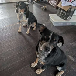 Boys need a new home or farm