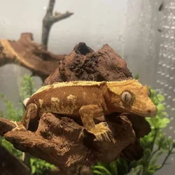 Red base male crested gecko