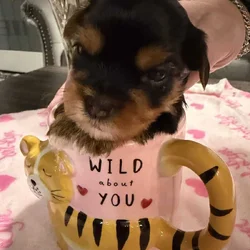 AKC Yorkies
