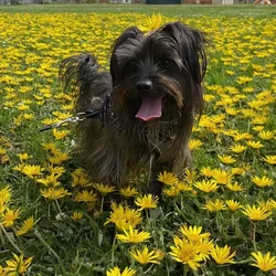 8 year old male terrier mix