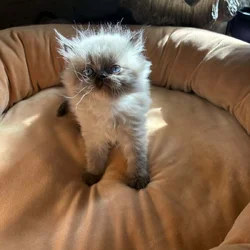Persian kittens