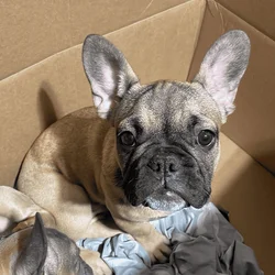 BEAUTIFUL FRENCHIE PUPS RE-HOMING
