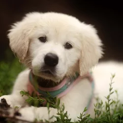 UPCOMING Litter of AKC English Golden Retrievers